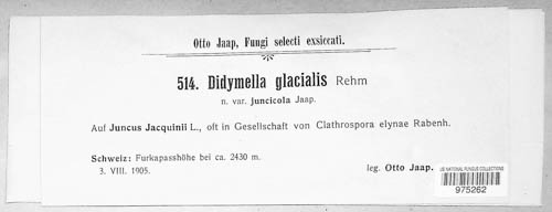 Didymella glacialis image